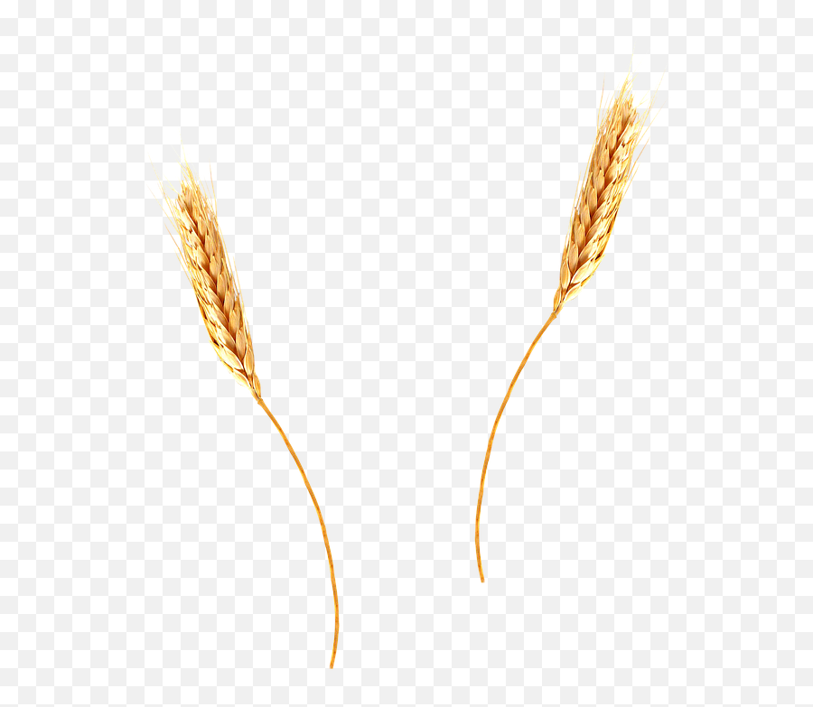 Wheat Png - Transparent Background Wheat Straw Png,Wheat Transparent Background