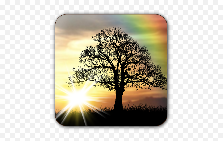Sun Rise Free Live Wallpaper - Apps On Google Play Tree With Tire Swing Silhouette Png,Sunrise Transparent Background