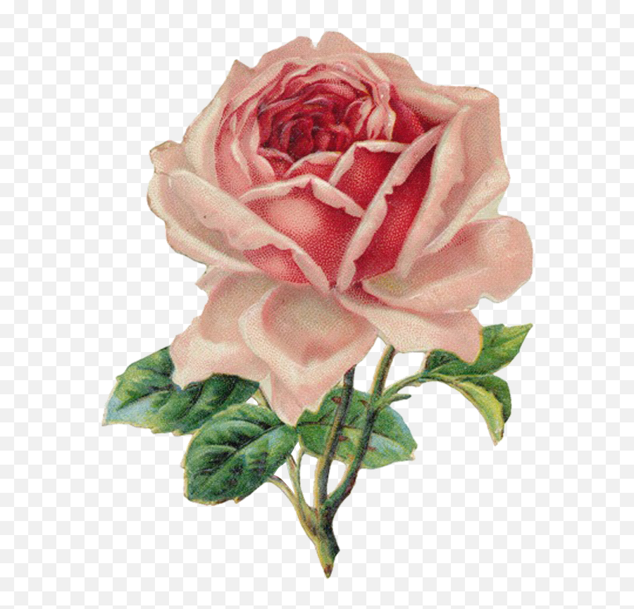 Florals Png - Vintage Rose Clipart,Florals Png