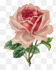 Florals Png - Vintage Rose Clipart,Florals Png
