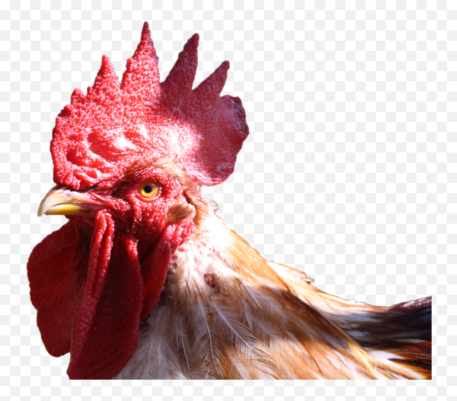 Chicken Head Transparent Background - Chicken Head Transparent Background Png,Chicken Head Png