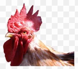 Chicken Head Transparent Background - Chicken Head Transparent Background Png,Chicken Head Png