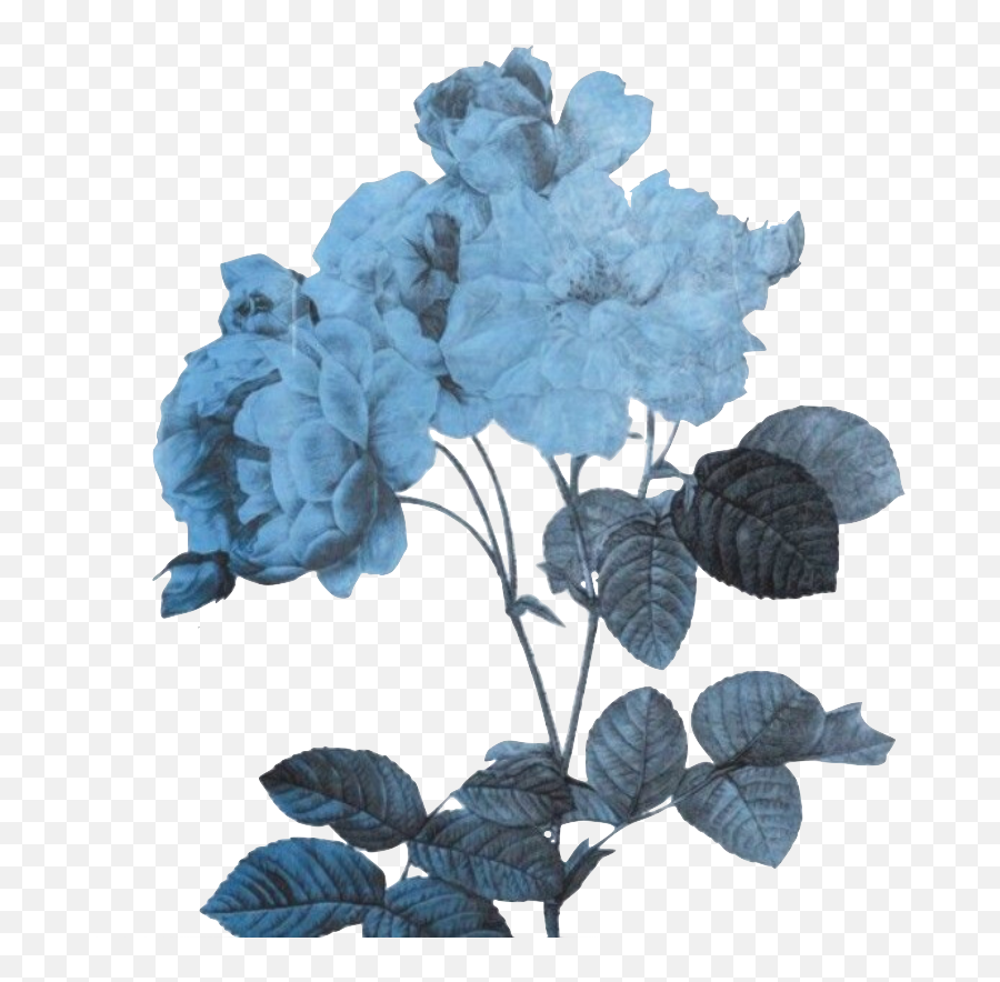 Transparent Blue Flowers Wallpapers Everything Is - Transparent Aesthetic Blue Flower Png,Blue Flower Transparent Background