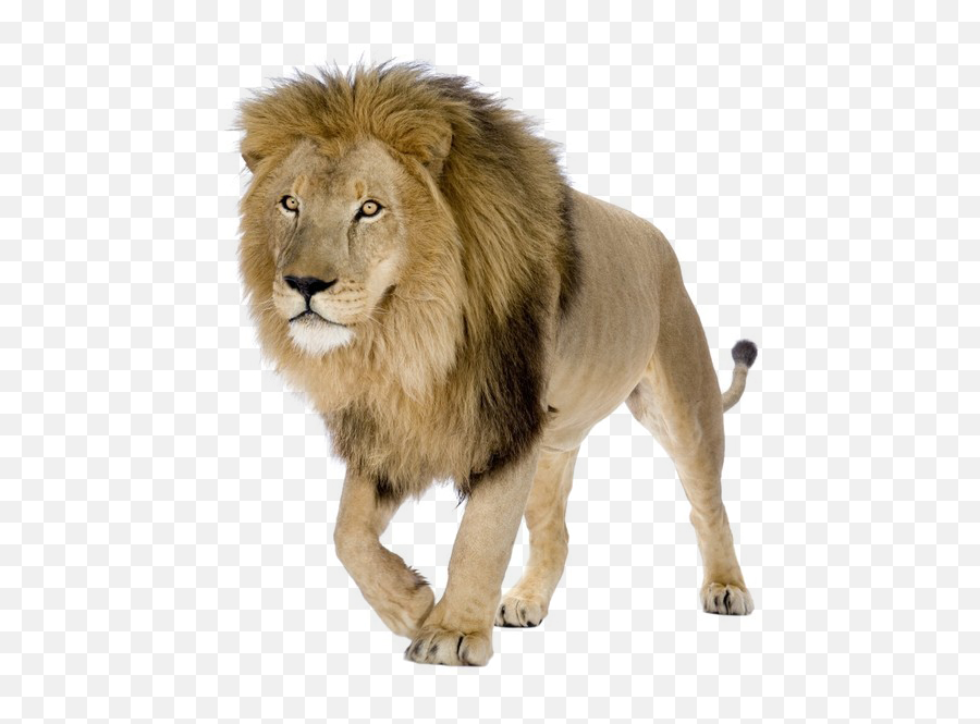 Lion Png Pic Background - Lions Png,Lion Png