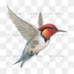 Kingfisher Png Image With Transparent Background - Photo
