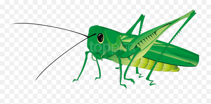 Animated Grasshopper Png Image Free Download Play - Cri Cri Stickers,Cartoon Animal Png