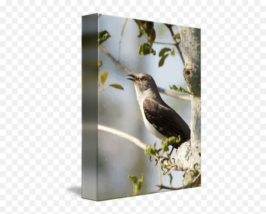 Northern Mockingbird Songbird Singing - Nightingale Png,Mockingbird Png