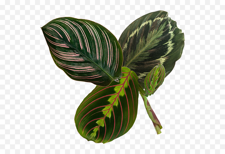 Prayer Plant Care Calathea Maranta Stromanthe Guide - All Types Of Prayer Plants Png,Green Plant Png