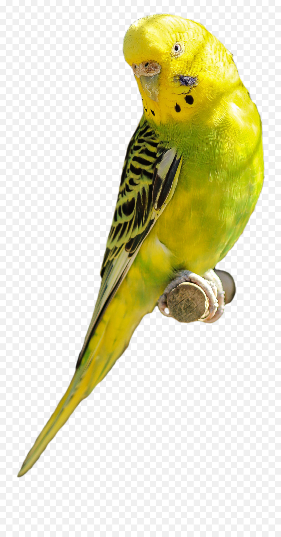 Parakeet Yellow Green Bird Parrot Pet - Parakeet Transparent Png,Parrot Transparent