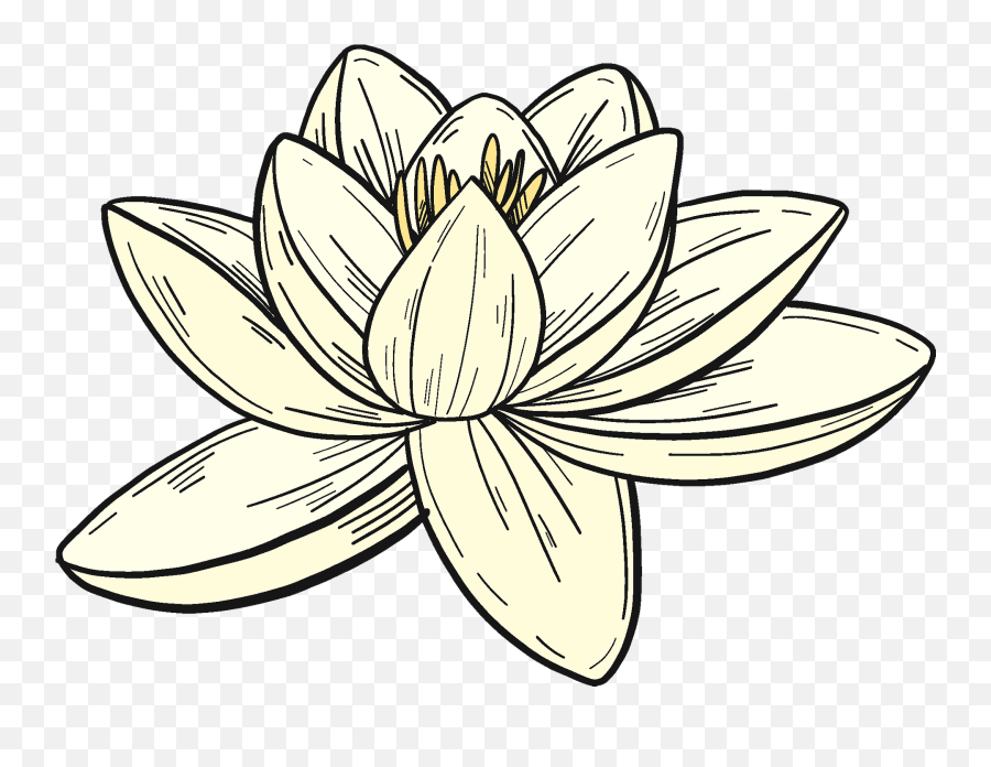 White Water Lily Clipart - Lily Png,White Lily Png