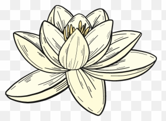 White Water Lily Clipart - png