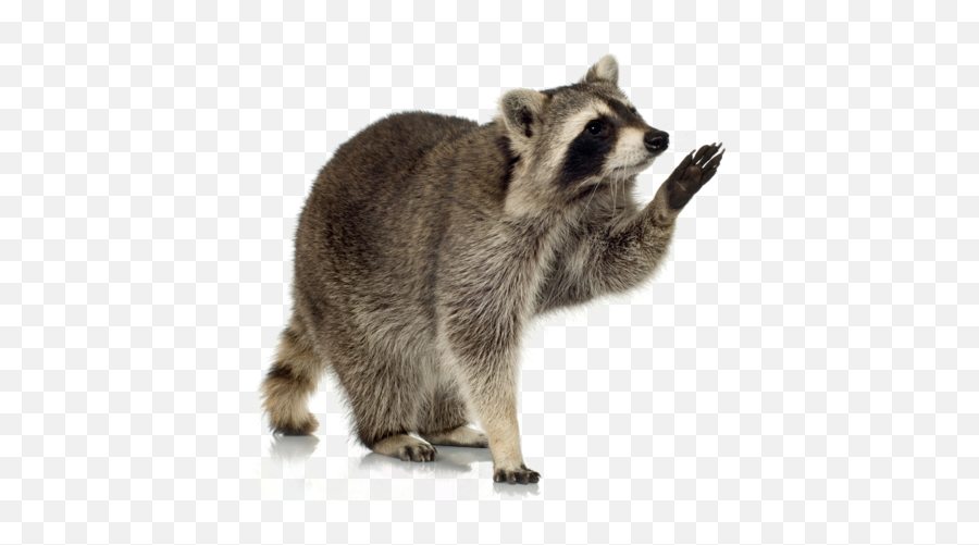 Raccoons Transparent Png Images - Raccoon Png Transparent,Raccoon Transparent Background