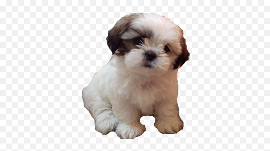 Cute Dog Picture - Shih Tzu Puppies Boy Png,Cute Dog Png