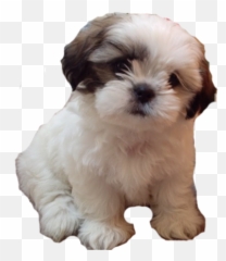 Cute Dog Picture - Shih Tzu Puppies Boy Png,Cute Dog Png