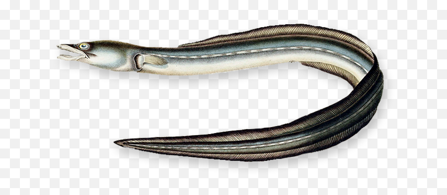 Eel - American Eel Png,Eel Png