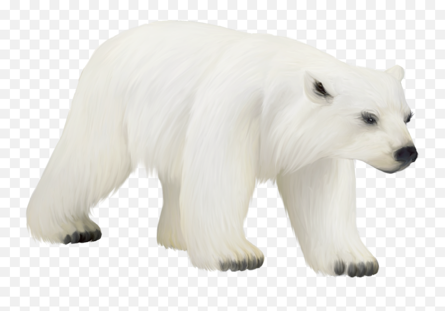 Polar White Bear Png - Png Clipart Polar Bear Png,Ice Bear Png