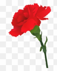 Clipart Of Sympathy Begonia And Floral Dress - Carnation Red Carnation Clip Art Png,Carnation Png