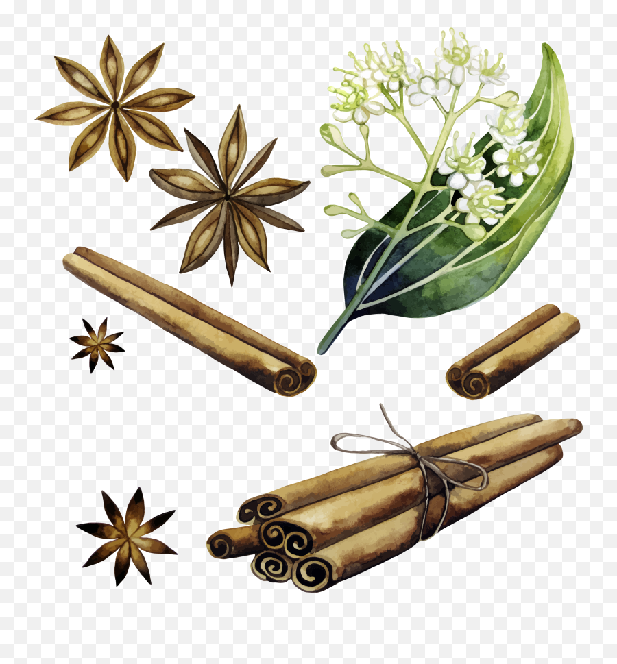 Download Cinnamon Vector Plant - Cinnamon Watercolor Png,Cinnamon Png