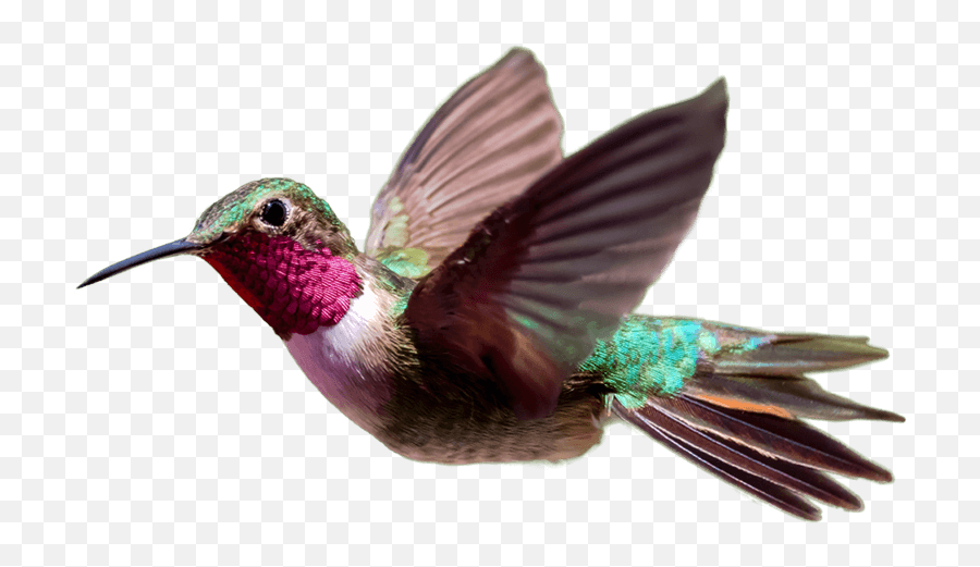 Hummingbird Png Photos - Hummingbird Png,Hummingbird Png