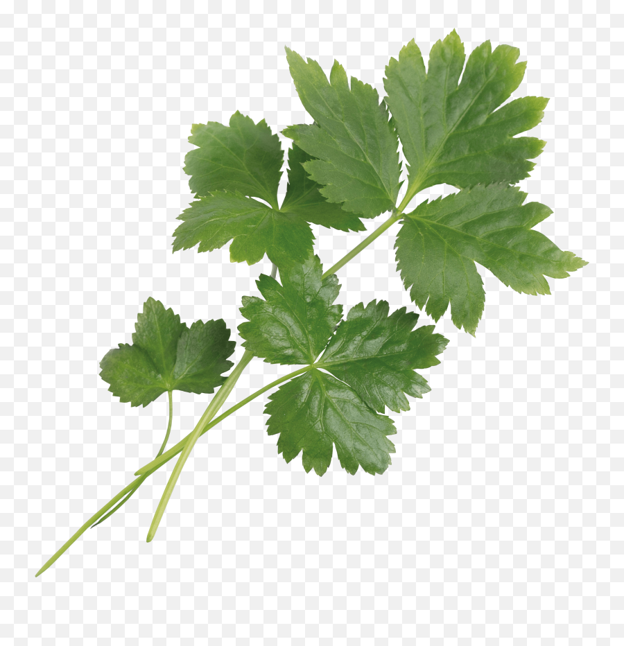 Japanese Parsley Mitsuba - Japanese Parsley Png,Parsley Png