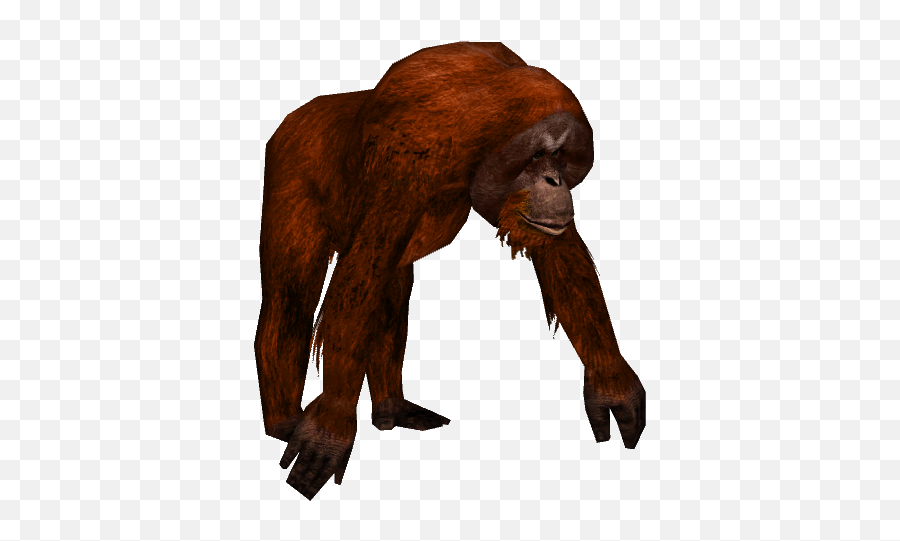 Transparent Background And Terrible Wild Orangutan 48086 - Orangutan Png,Monkey Transparent Background