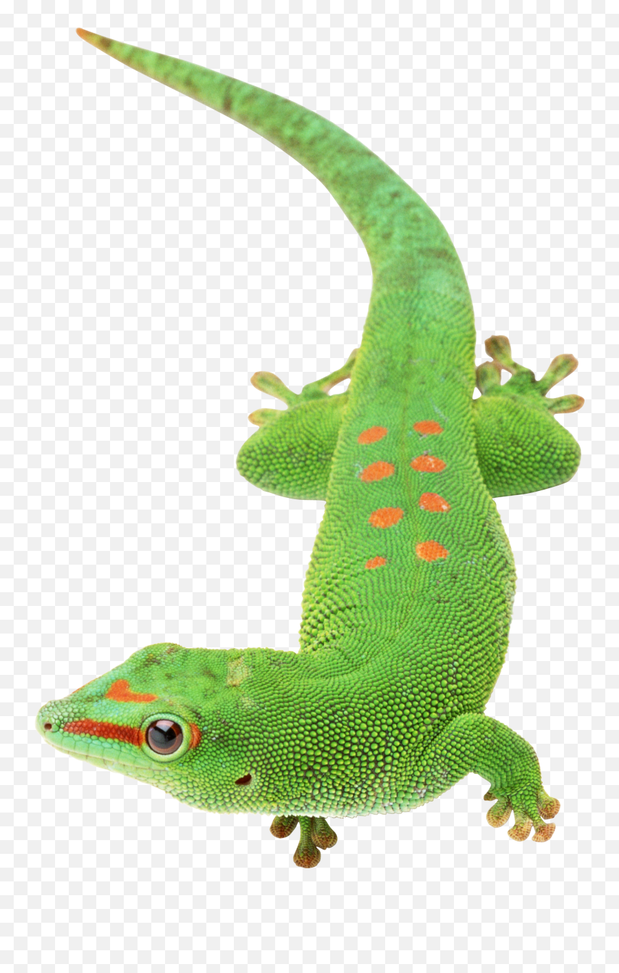Lizard Png Transparent Images Free Download
