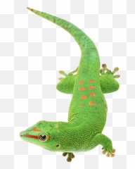 Lizard Png Transparent Images Free Download