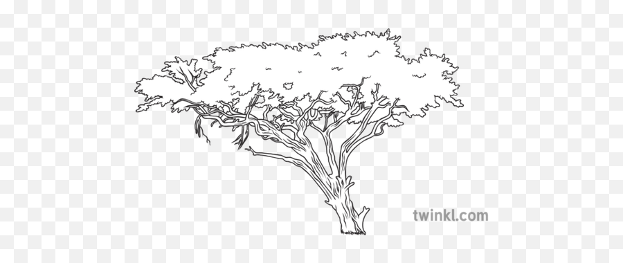 Acacia Tree Science Ecology Plants - Lovely Png,Acacia Tree Icon