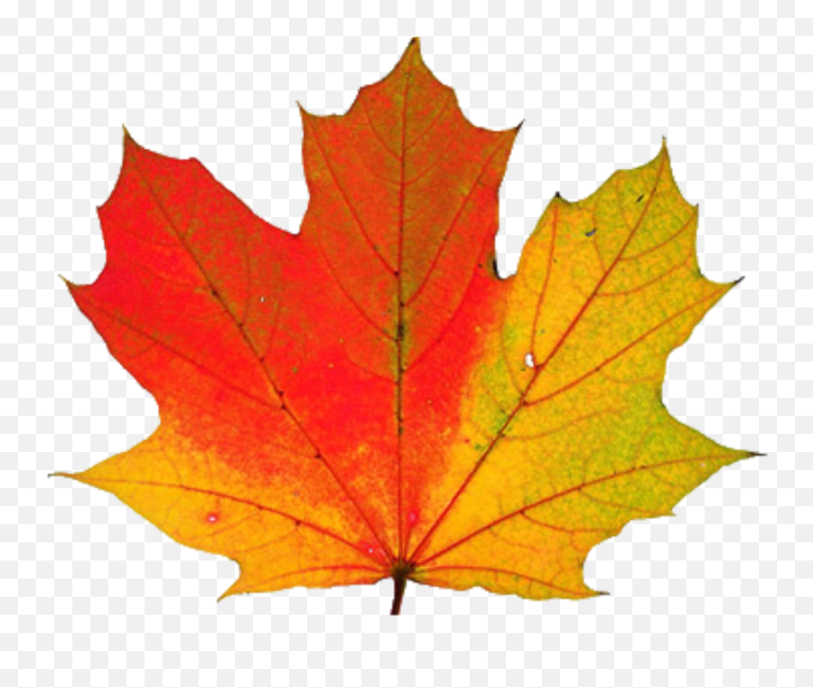 Transparent Icon Favicon - Maple Leaf Changing Color Png,Thanksgiving Transparent Background