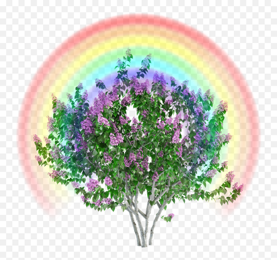 Lilac Poem Bun Stout - Lythraceae Png,Lilac Icon