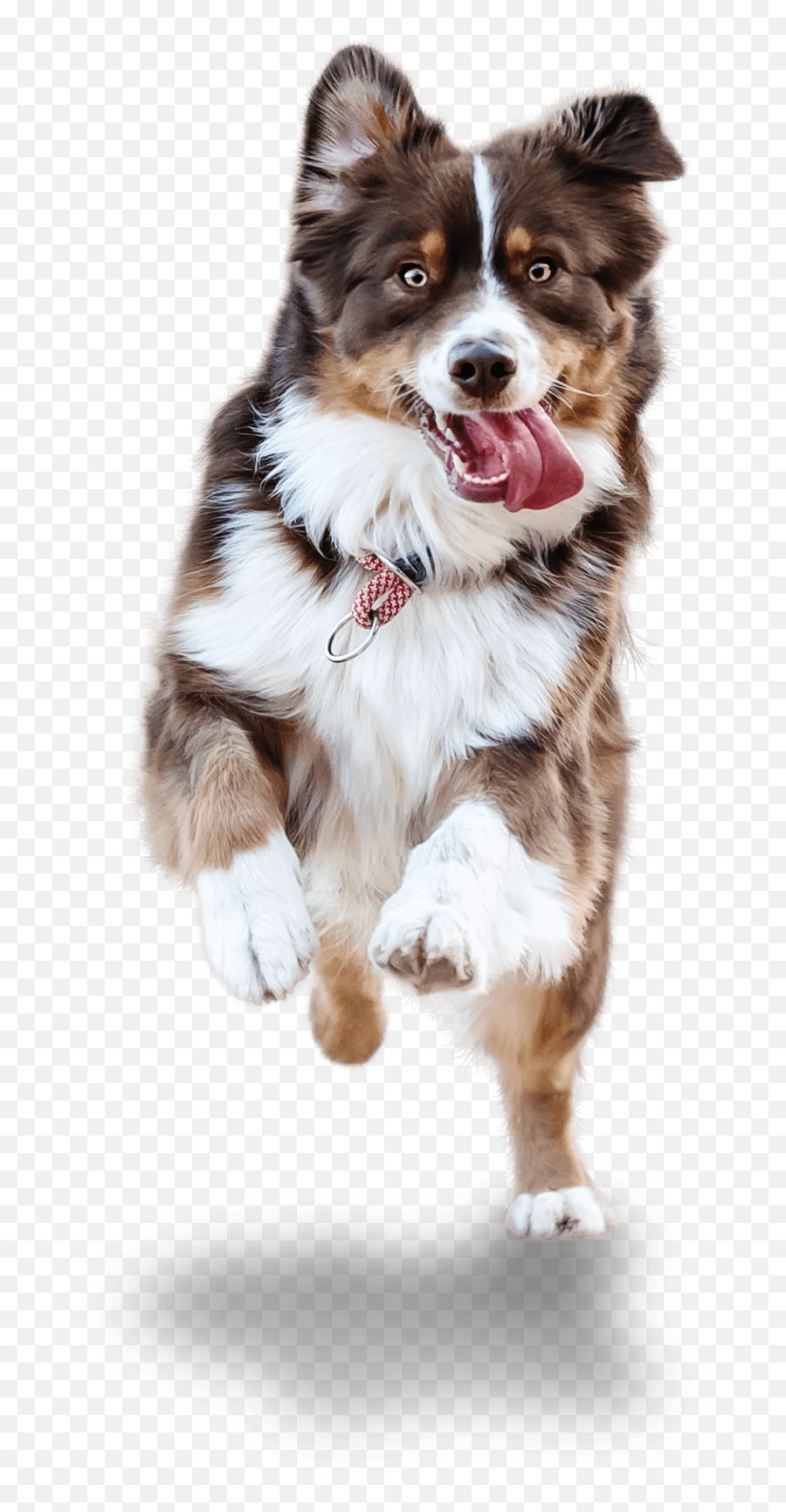 Dog Joint Supplement Antinol By Vetz Petz - Pet Social Media Post Design Png,Australian Shepherd Icon