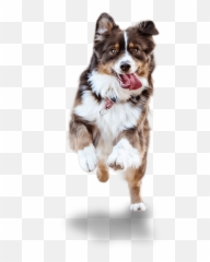 Dog Joint Supplement Antinol By Vetz Petz - Pet Social Media Post Design Png,Australian Shepherd Icon