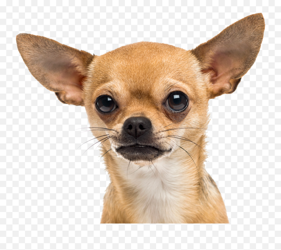 Download Small Dog Png - Chihuahua Png,Dog Png Transparent