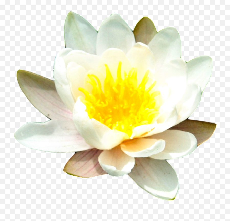 Water Lily Png Transparent Images - Water Lily Flower Transparent Lily,Pond Png