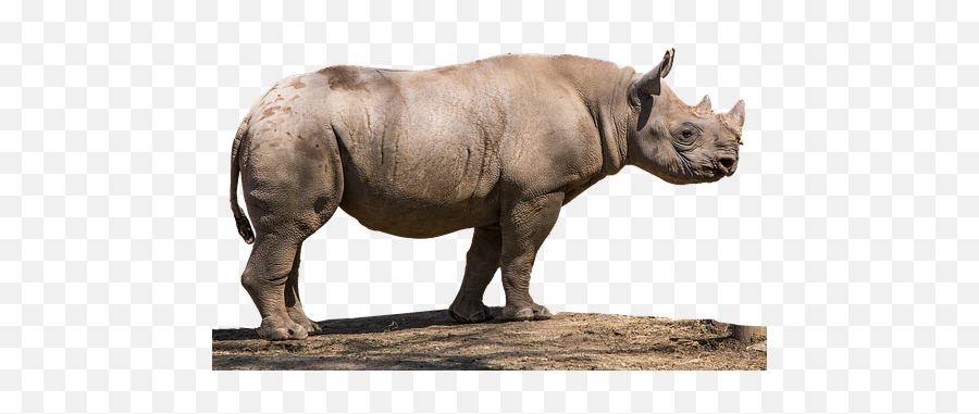 100 Free Rhino U0026 Rhinoceros Illustrations - Black Rhinoceros Png,Rhino 5 Icon