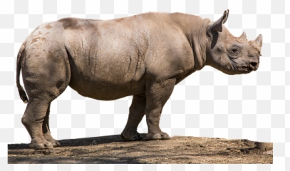 100 Free Rhino U0026 Rhinoceros Illustrations - Black Rhinoceros Png,Rhino 5 Icon