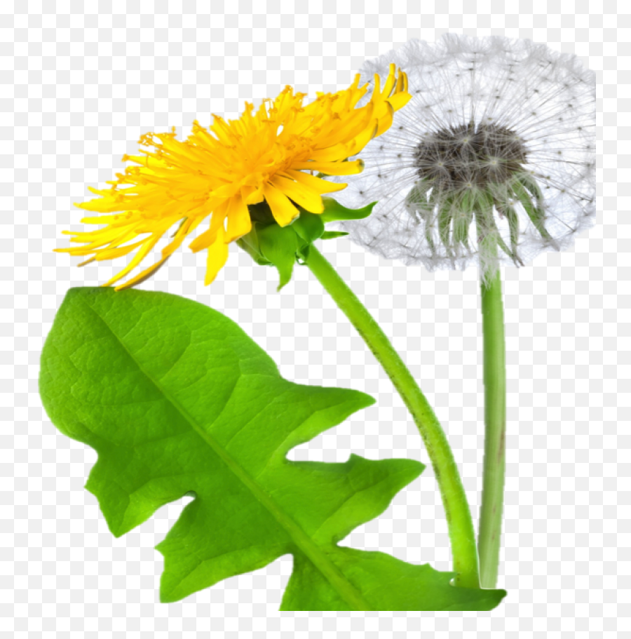 Notice To Town Residents Grass Weeds - Png Image Of Dandelion,Weeds Png