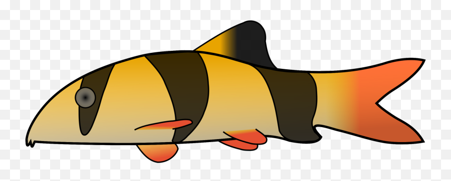 Drawn Fishing Clown Fish - Clown Loach Transparent Clown Loach Clipart Png,Cartoon Fish Transparent Background