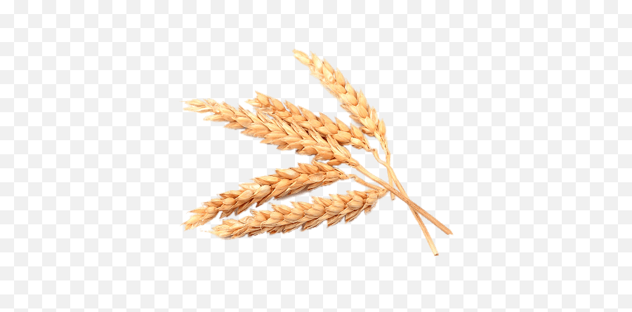 Cracked Wheat Transparent Png - Wheat Spikes Png,Wheat Transparent Background