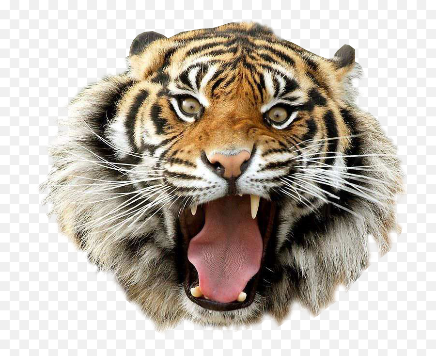 Tigers Backgrounds - Transparent Background Tiger Roar Png,Tigers Png