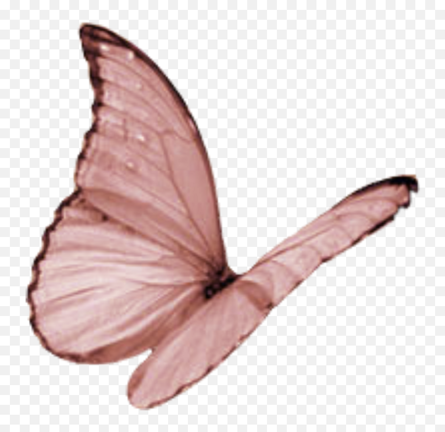 Wing Moth Fly Sky Yellow Glitter Wind - Transparent Pink Butterfly Flying Png,Butterfly Wing Png