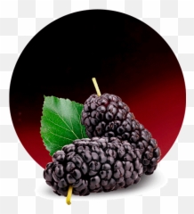 Cranberry Concentrate - Manufacturer And Supplier Png,Cranberry Png