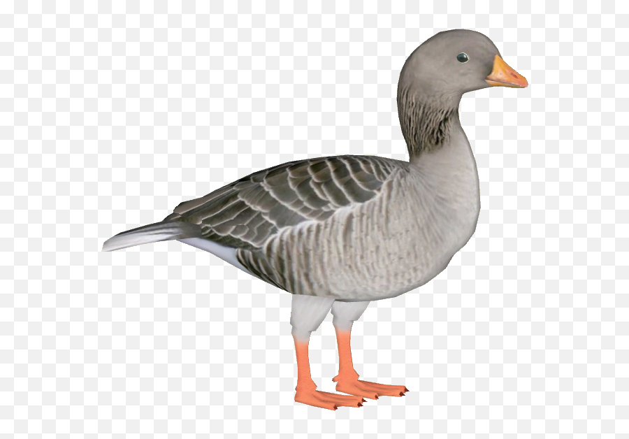 Greylag Goose - Greylag Goose Png,Goose Png