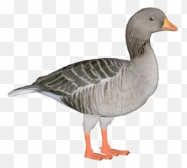 Greylag Goose - Greylag Goose Png,Goose Png