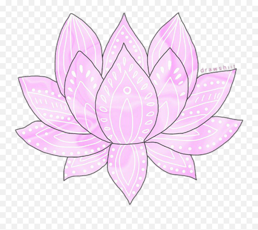 Petal Flower Transparency And Translucency Drawing - Lotus Sacred Lotus Png,Lotus Transparent Background