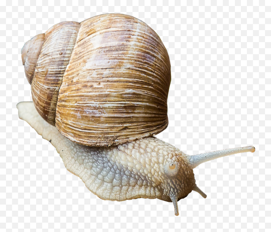 Snail Shell Slowly - Free Photo On Pixabay Csiga Png,Snail Transparent