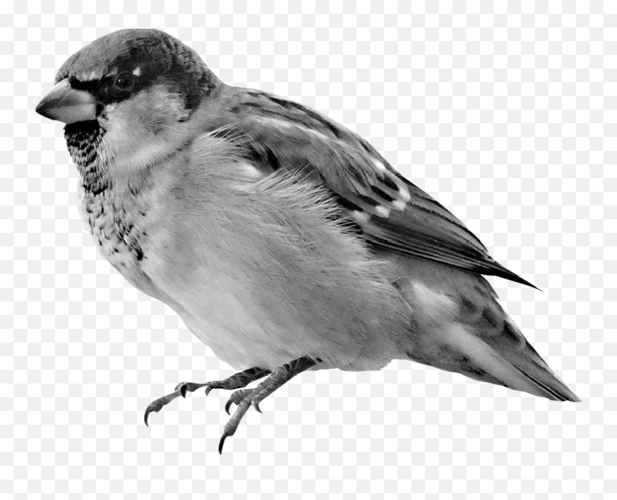 Download House Sparrow Hd Png - Uokplrs Sparrow Hd Wallpaper For Mobile,Jack Sparrow Png