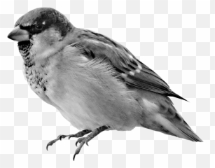 Download House Sparrow Hd Png - Uokplrs Sparrow Hd Wallpaper For Mobile,Jack Sparrow Png