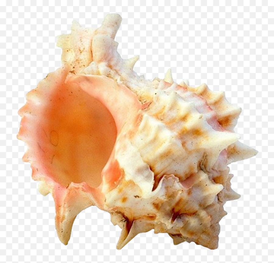 Download Hd Seashell Png Image With