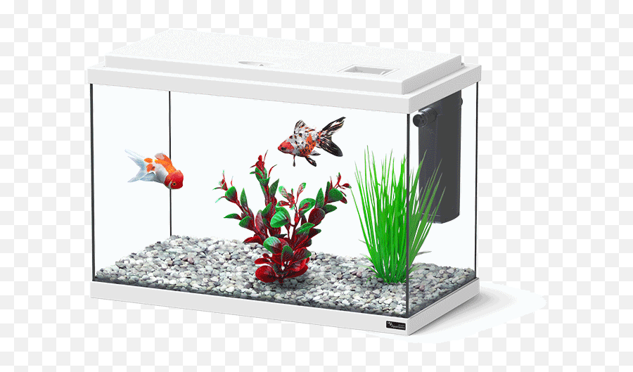 Aquatlantis Aquarium - Funny Fish 35 Png,Aquarium Png